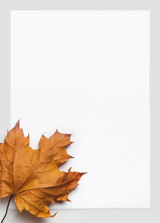 blank paper with autumn leafの写真素材