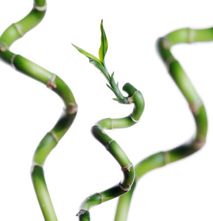 Lucky bamboo isolated on whiteの写真素材