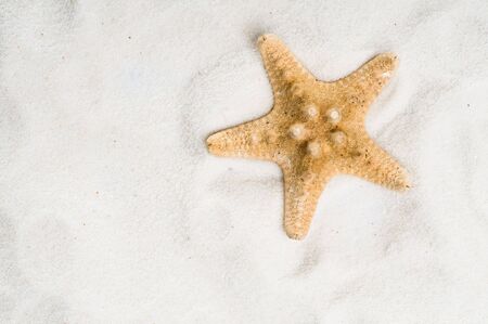 Seastar in sandの写真素材
