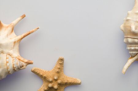 Some seashells and seastarの写真素材