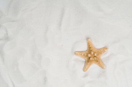 Seastar in sandの写真素材