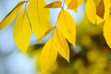 Yellow autumn leavesの写真素材