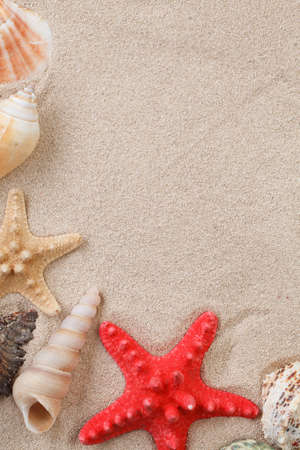 Sea shells with sand