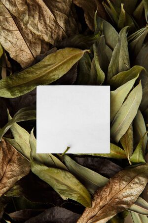 Background of dry leaves with place for inscription in middleの写真素材