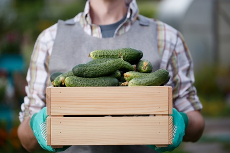 Man with crop of cucumbersの写真素材