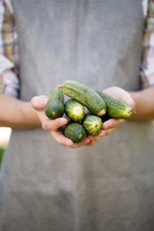 Man holding cucumbers in palmsの写真素材