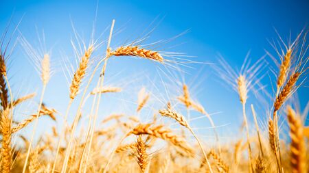 Photo of rye spikelets and clean sky