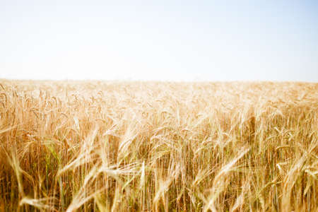 Vintage tinted image of rye spikeの写真素材