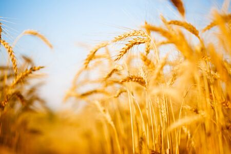 Photo of wheat spike on background of clear sky
