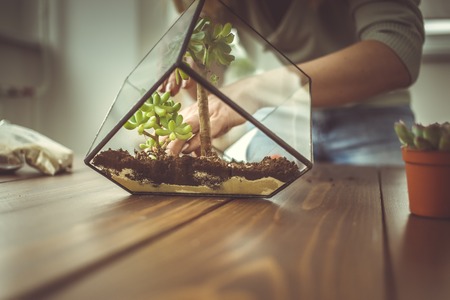 Toned photo of florist webinar on making florarium with stones and succulents in glass jar on wooden tableの写真素材