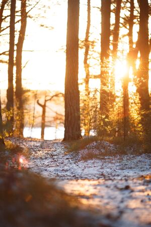 Picture of winter trees, snow, sunlightの写真素材