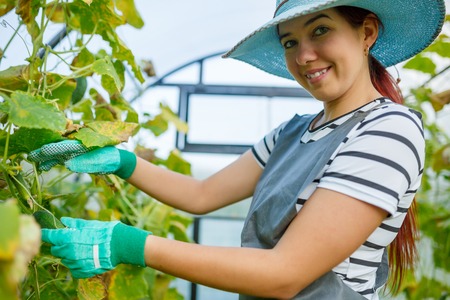 Photo of young woman agronomist in hat standing at greenhouse with cucumbersの写真素材