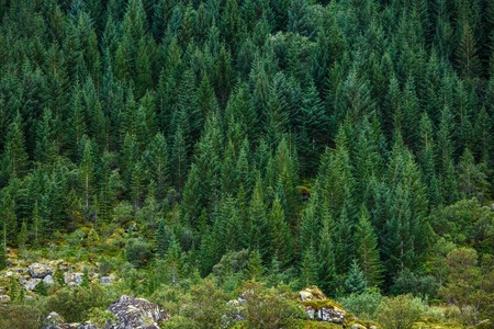 Picturesque mountain landscape with pine trees
