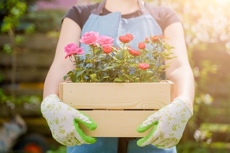 Image of woman in gloves with box with roses standing in gardenの写真素材