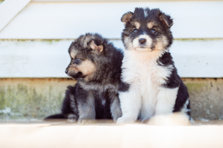 Image of two puppies sitting by white wall on street in afternoonの写真素材