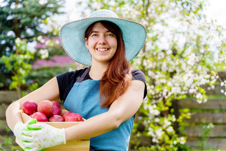 Image of smiling woman in hat with box with apples in gardenの写真素材