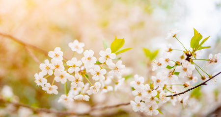 Image of white lilac on defocused backgroundの写真素材