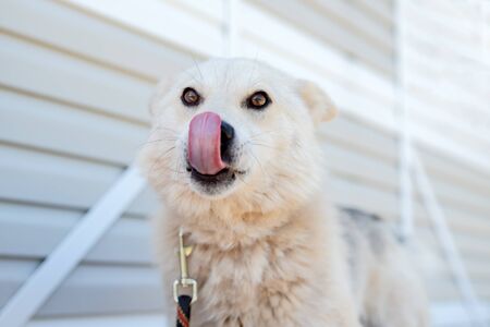 Photo of labrador dog looking at camera against white wooden buildingの写真素材