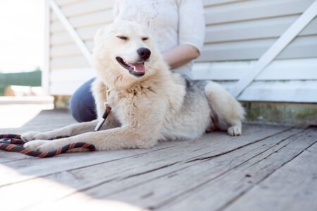 Photo of dog with collar and leash looking to side and woman near white wooden wall on street