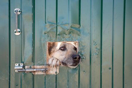 Image of dogs face sticking out of window in fenceの写真素材
