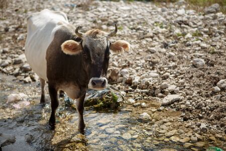 Image of brown cow on hillの写真素材