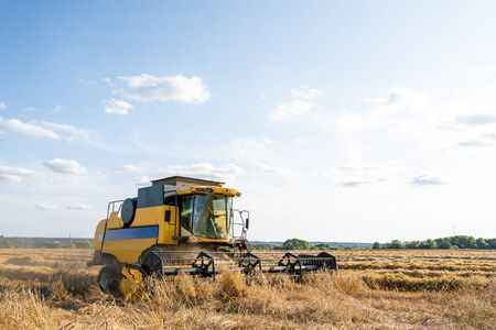 Image of yellow combine harvesting wheat, blue sky.の写真素材
