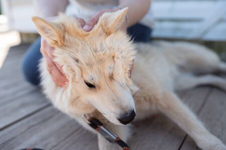 Photo of woman stroking white dog near white wooden wall outdoors