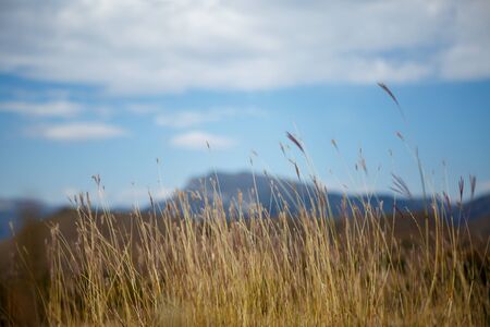 Image of dry yellow grass on blurred background on summer day.の写真素材