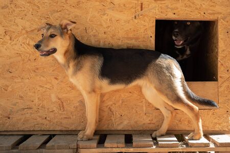 Photo side of dog near wooden booth in yard on summer day