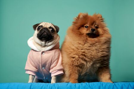 Spitz and pug in suit on blank blue backgroundの写真素材