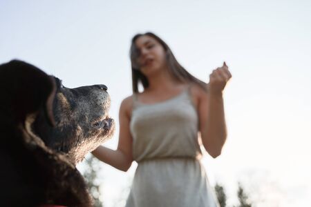 Woman and black dog against blue sky in afternoonの写真素材