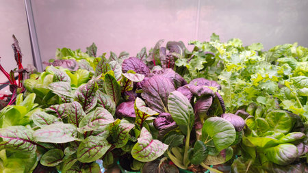Hydroponic greens growing in indoor farm