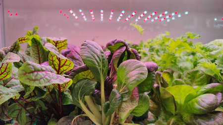 Hydroponic greens under LED grow lightsの写真素材