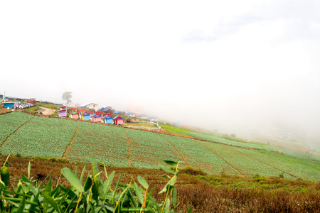Cabbage farm on the mountain  Phu Thap Boek, Phetchabun province, thailandの写真素材