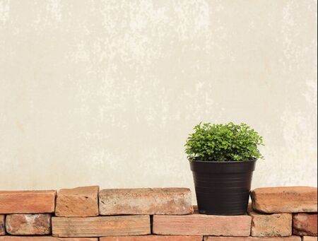 small tree on the  brick wall with cement backgroundの写真素材