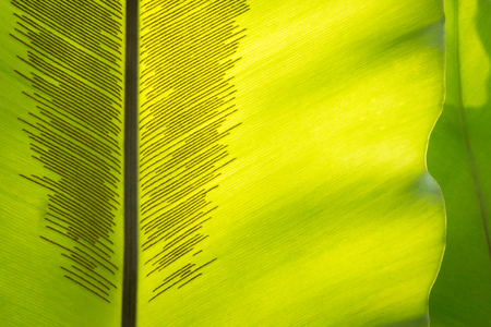 close-up image, fern blade with many spore linesの写真素材