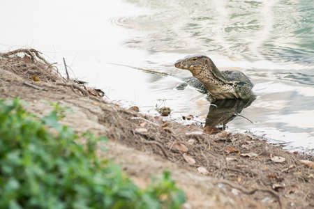Water monitor in the watの写真素材