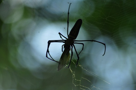 Spiderの写真素材