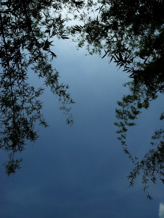 Bamboo skyの写真素材