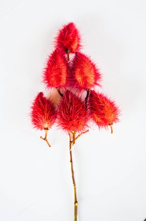 Red christmasの写真素材