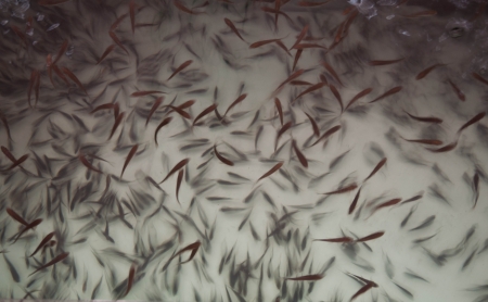 Fish spa