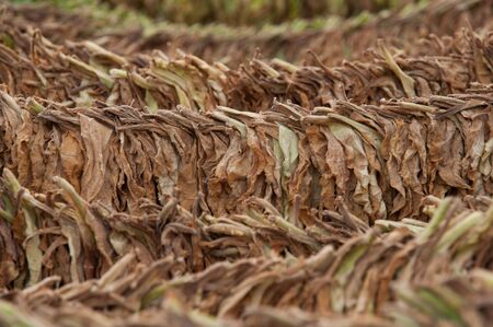Dry tobaccoの写真素材