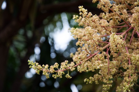 Mango flowerの写真素材