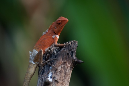 Tree lizard