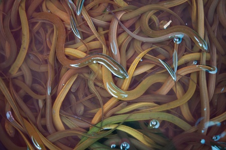 Eel