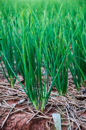 Onion field