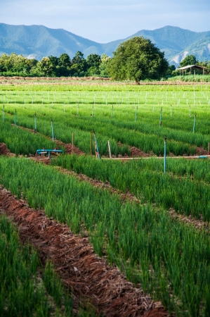 Onion fieldの写真素材