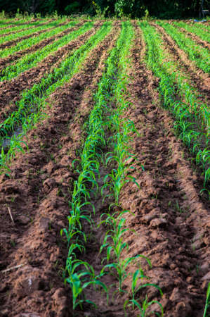 Corn field