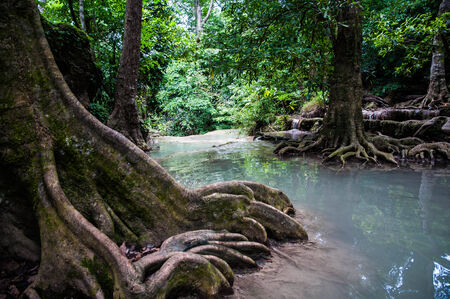 River in the forestの写真素材