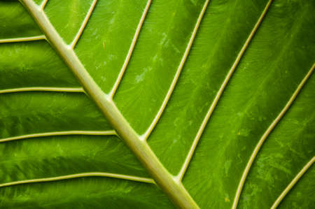 Green leafの写真素材